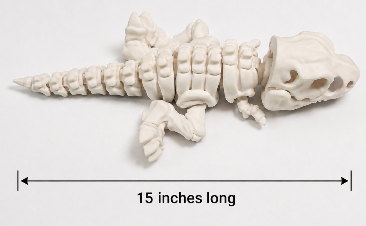 Top view of a white articulated T-Rex skeleton laid flat, showing its 15-inch length from tail to skull.